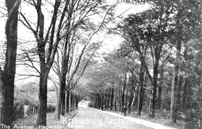 The Avenue, Knowsley Park