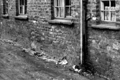 Townfield Cottages, Huyton Quarry
