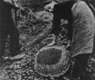 Harvesting potatoes on an Kirkby farm