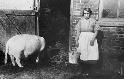 Feeding the pigs at a Kirkby farm