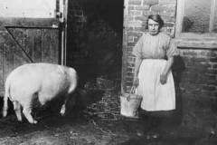 Feeding the pigs at a Kirkby farm