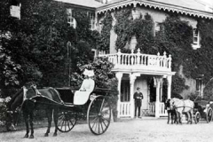 Countess of Derby's Icelandic ponies at Knowsley Hall